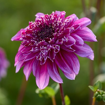 Dahlia Richards Fortune