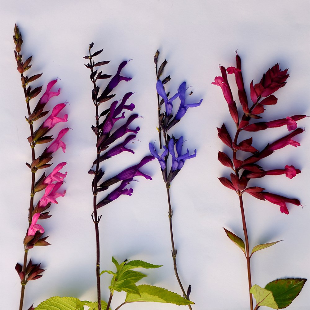 Product options image