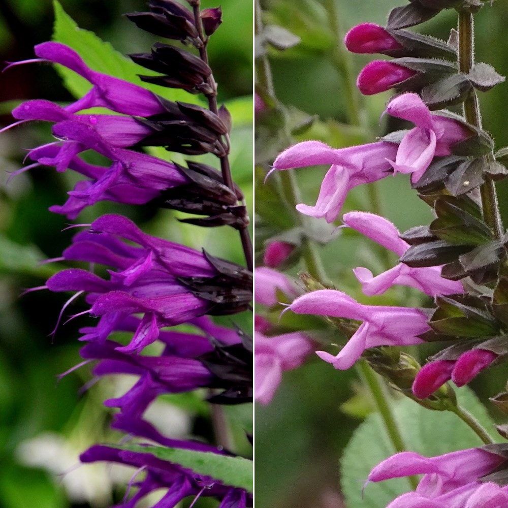 Product options image