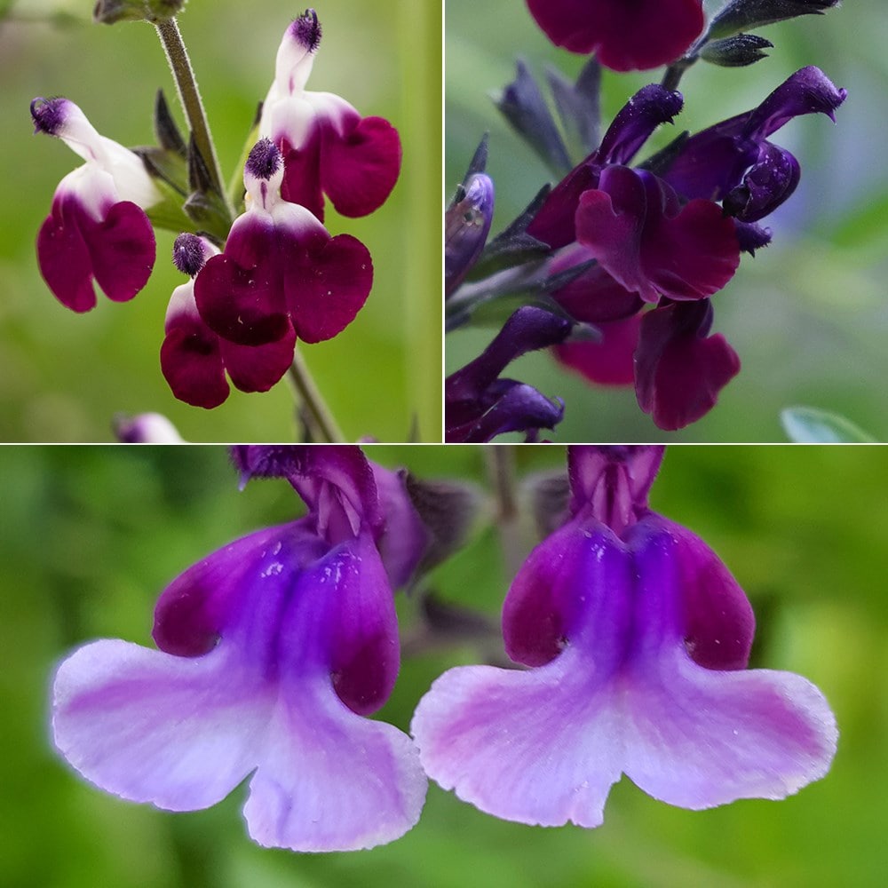 Product options image