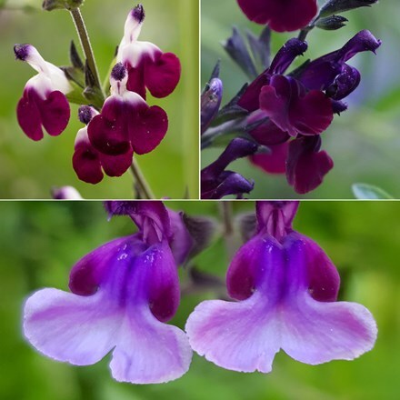 Rich purple salvia collection