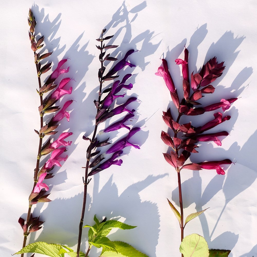 Product options image