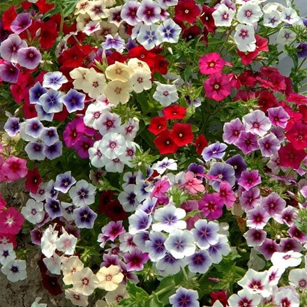 Phlox drummondii Tapestry Mixed