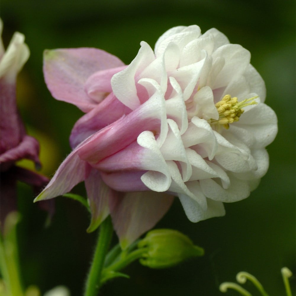 <i>Aquilegia vulgaris</i> 'Pink Petticoat'
