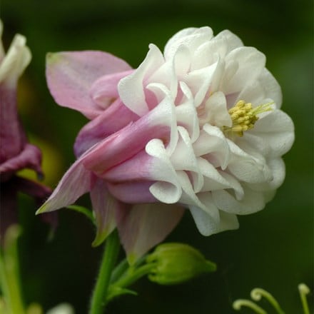 Aquilegia vulgaris Pink Petticoat