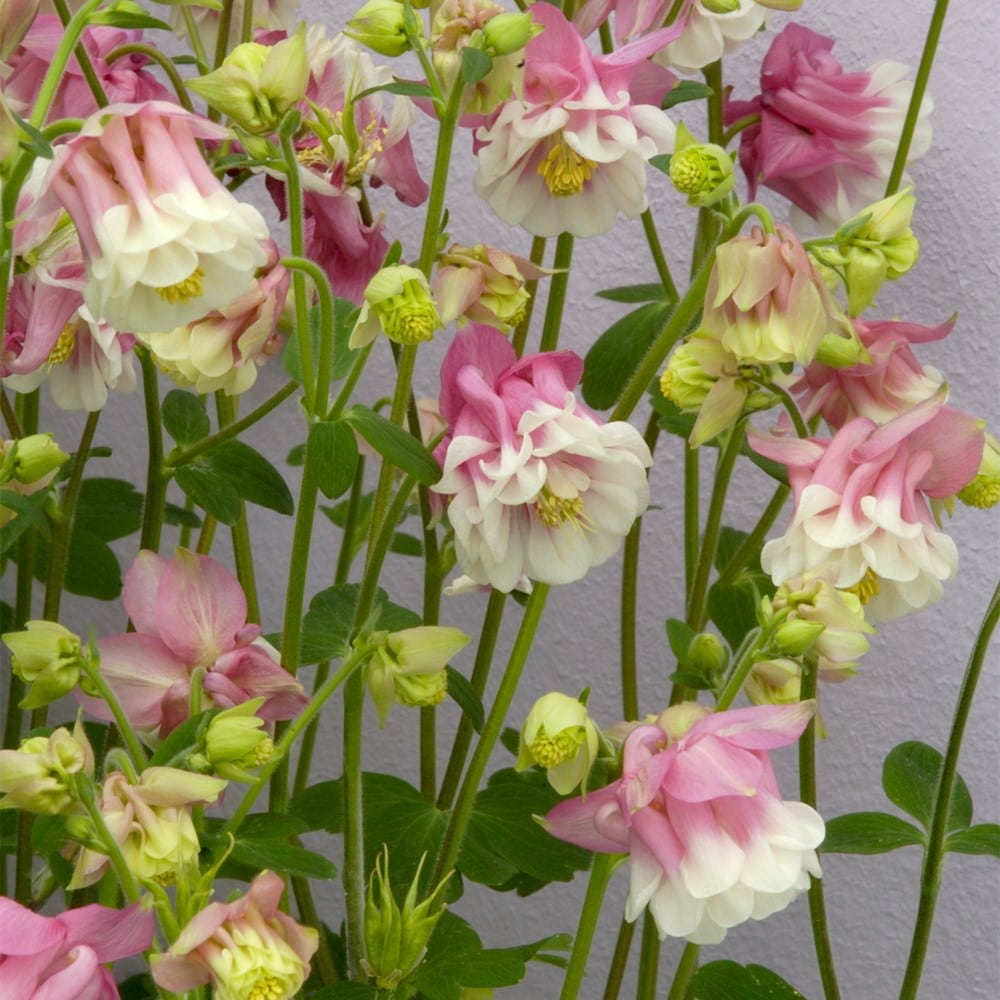 <i>Aquilegia vulgaris</i> 'Pink Petticoat'