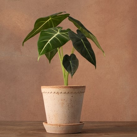 Alocasia Frydek