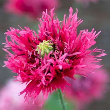 Papaver Rose Feathers