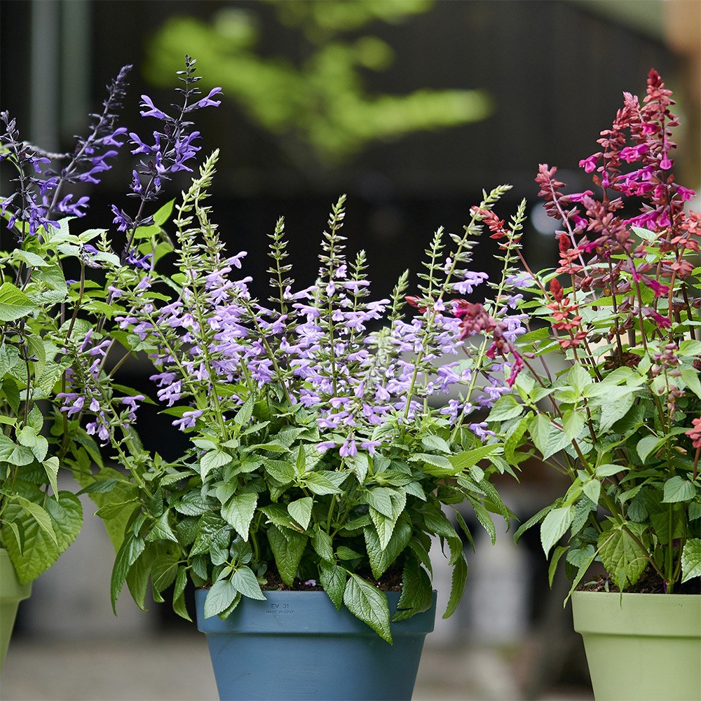 salvia collection