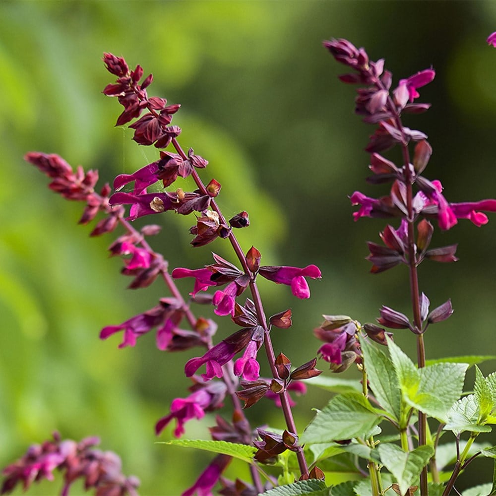 Best salvias for pots collection