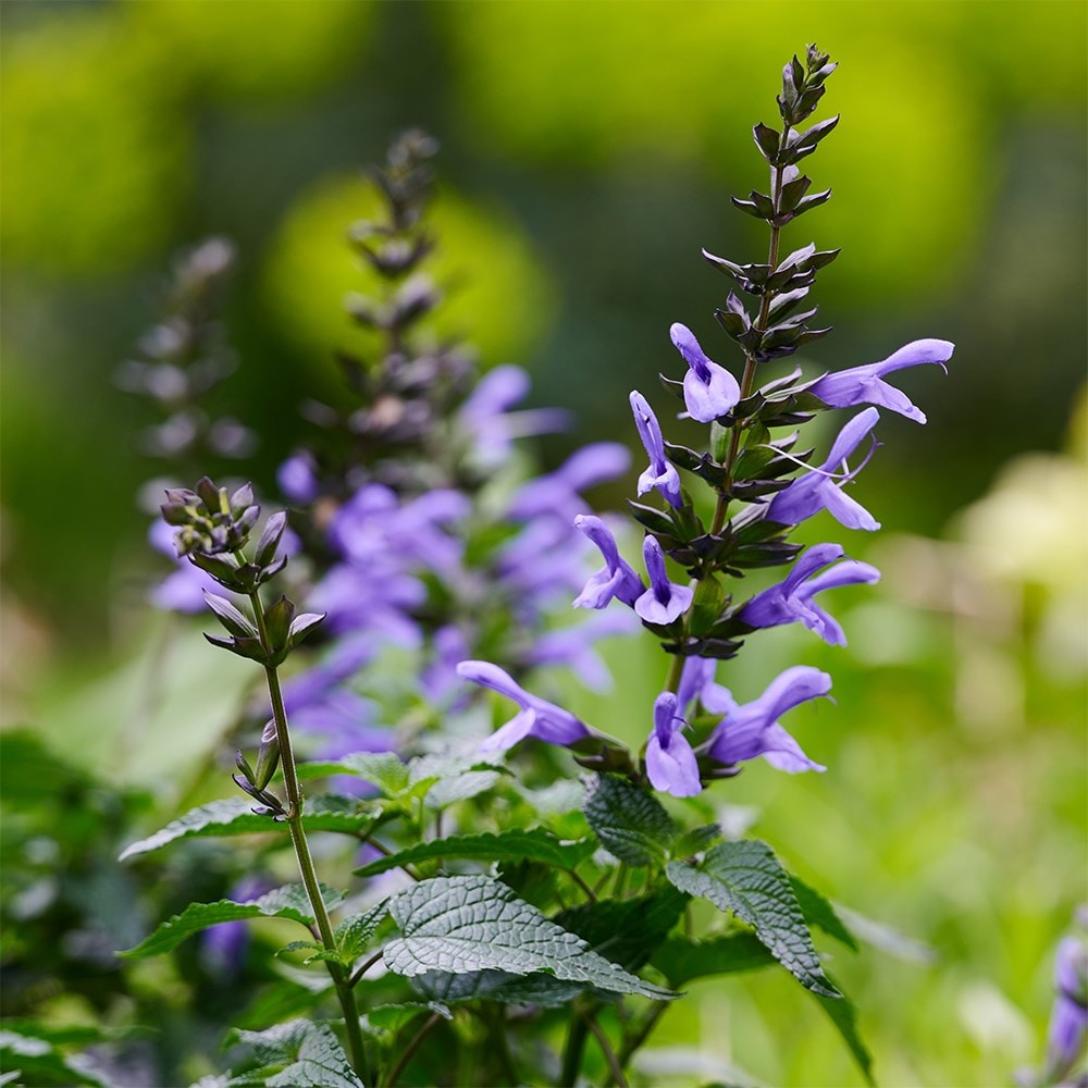Best salvias for pots collection