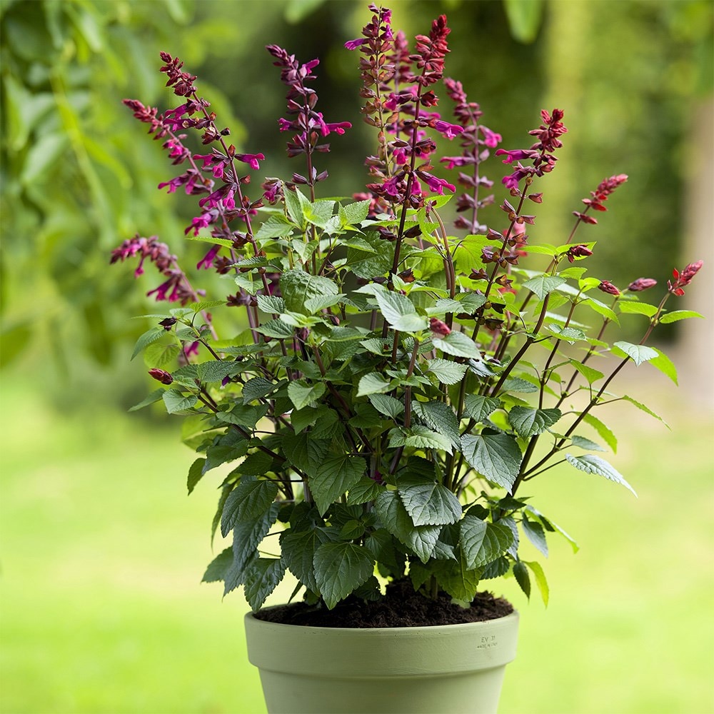 Best salvias for pots collection