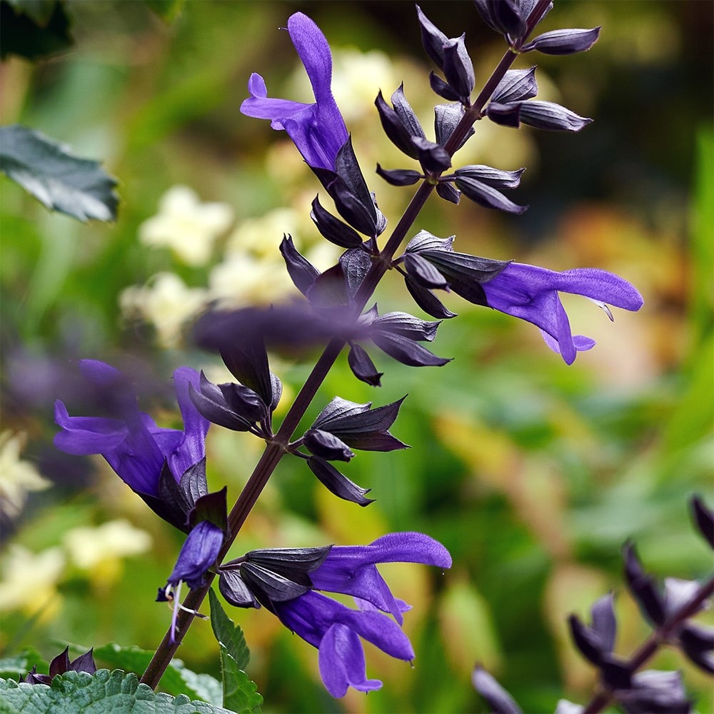 Best salvias for pots collection