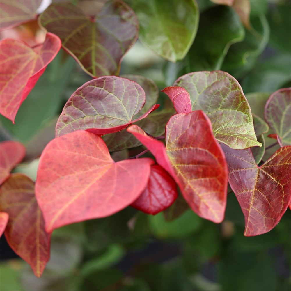 <i>Cercis</i> × <i>canadensis</i> <b class=small-caps>Hearts A' Fire</b> ('JN100') (PBR)