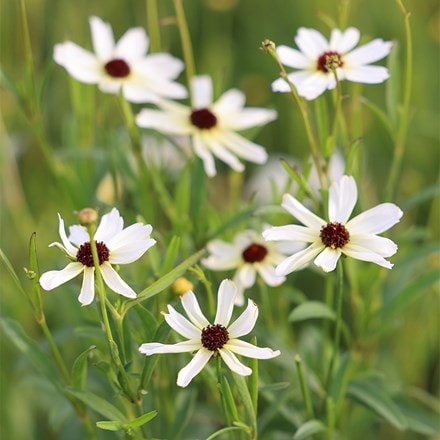 Coreopsis Fool's Gold