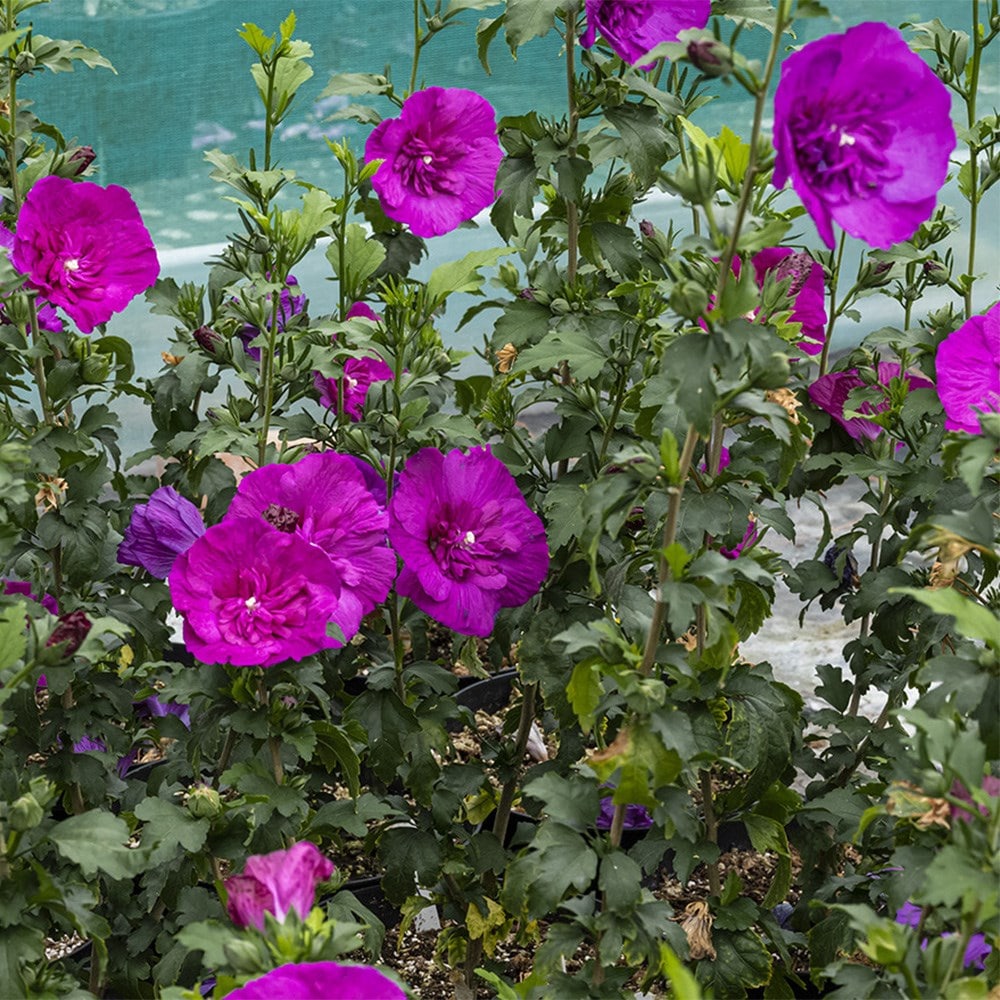 <i>Hibiscus syriacus</i> <b class=small-caps>Purple Chiffon</b> ('Rwoods8') (PBR) (Chiffon Series)