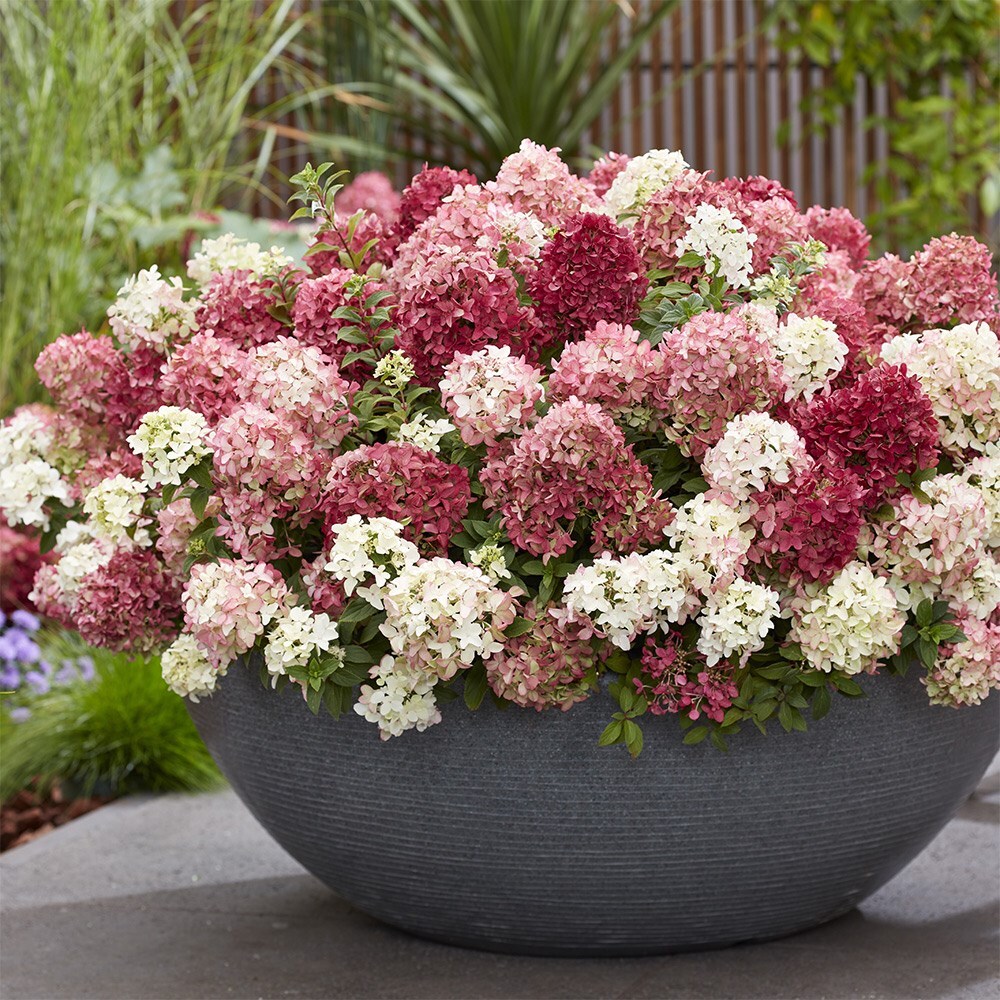 <i>Hydrangea paniculata</i> <b class=small-caps>Groundbreaker Ruby</b> ('Lc no27') (PBR)