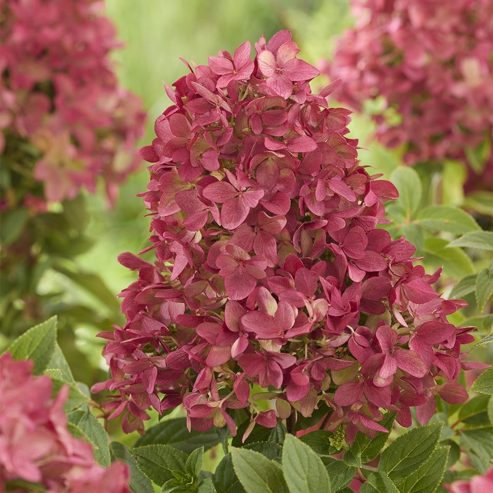 <i>Hydrangea paniculata</i> <b class=small-caps>Groundbreaker Ruby</b> ('Lc no27') (PBR)