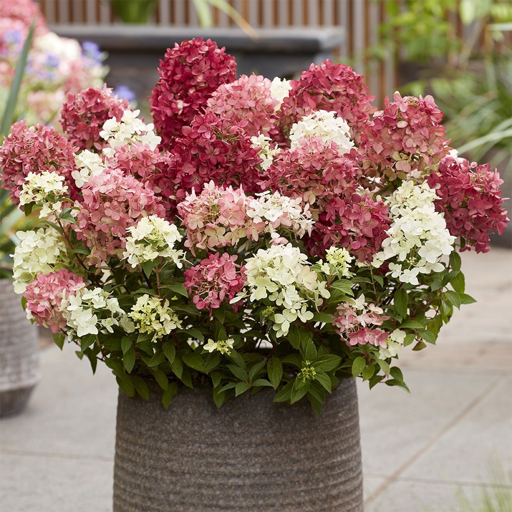 <i>Hydrangea paniculata</i> <b class=small-caps>Groundbreaker Ruby</b> ('Lc no27') (PBR)