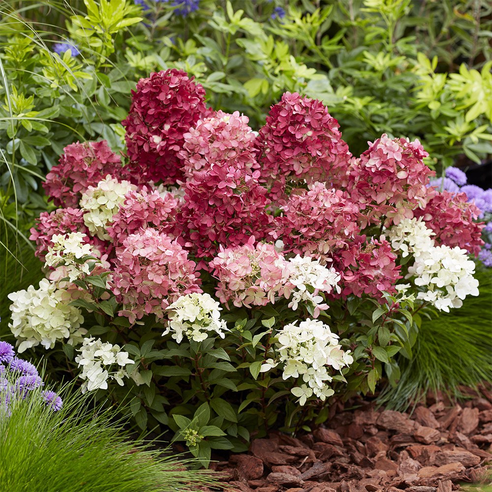 <i>Hydrangea paniculata</i> <b class=small-caps>Groundbreaker Ruby</b> ('Lc no27') (PBR)