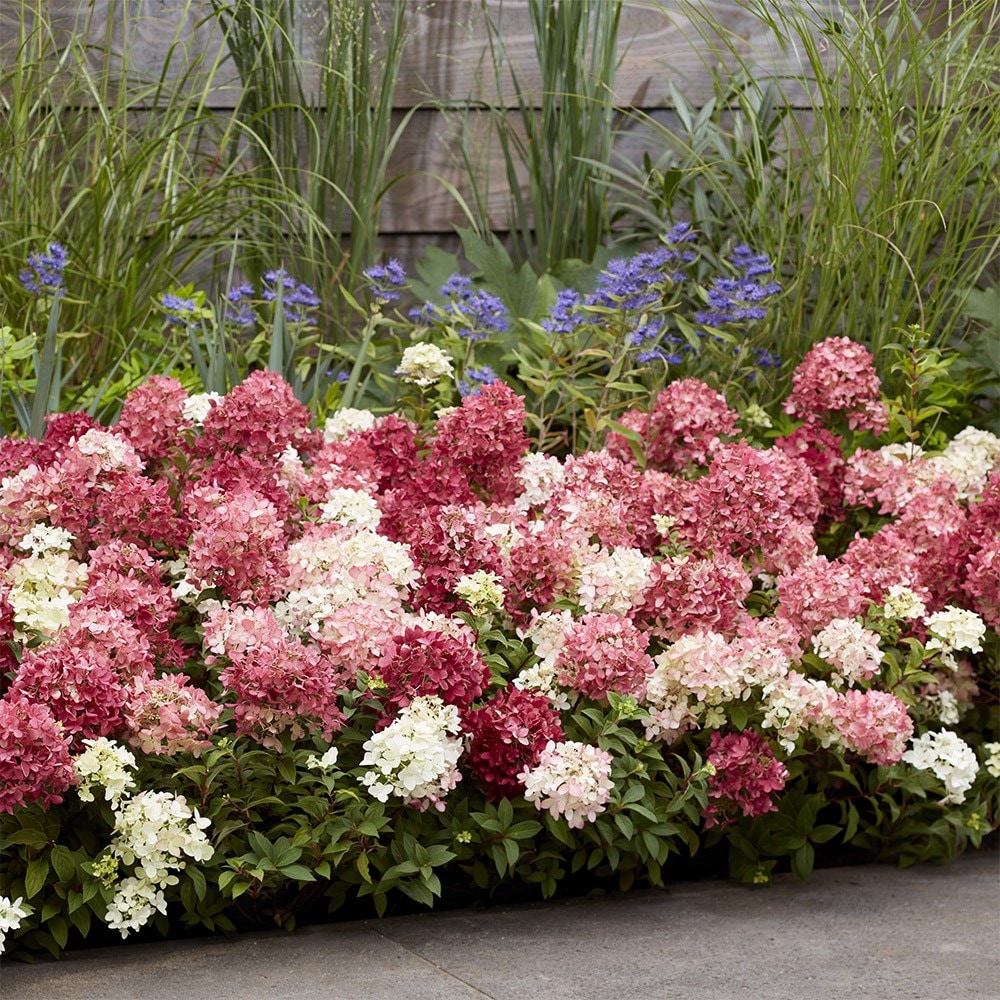 <i>Hydrangea paniculata</i> <b class=small-caps>Groundbreaker Ruby</b> ('Lc no27') (PBR)