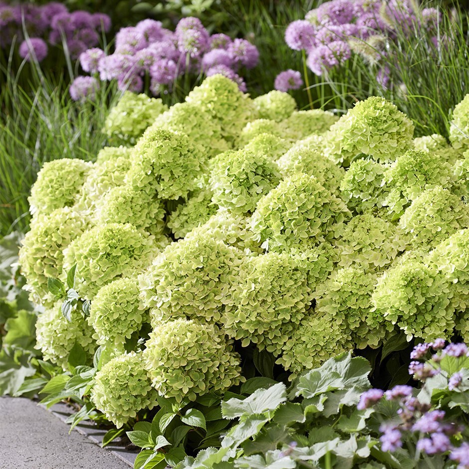 hydrangea