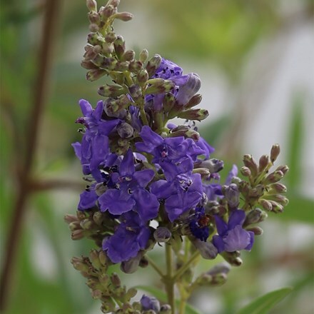 Vitex agnus-castus Queen Bee
