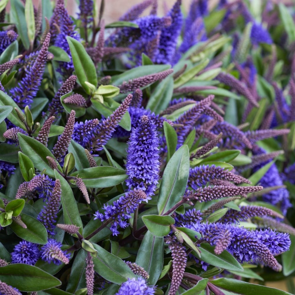 <i>Hebe</i> 'Addenda Purple' (Addenda Series)