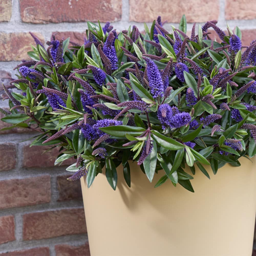 <i>Hebe</i> 'Addenda Purple' (Addenda Series)