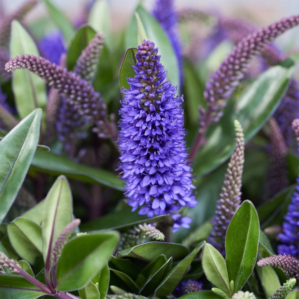 <i>Hebe</i> 'Addenda Purple' (Addenda Series)