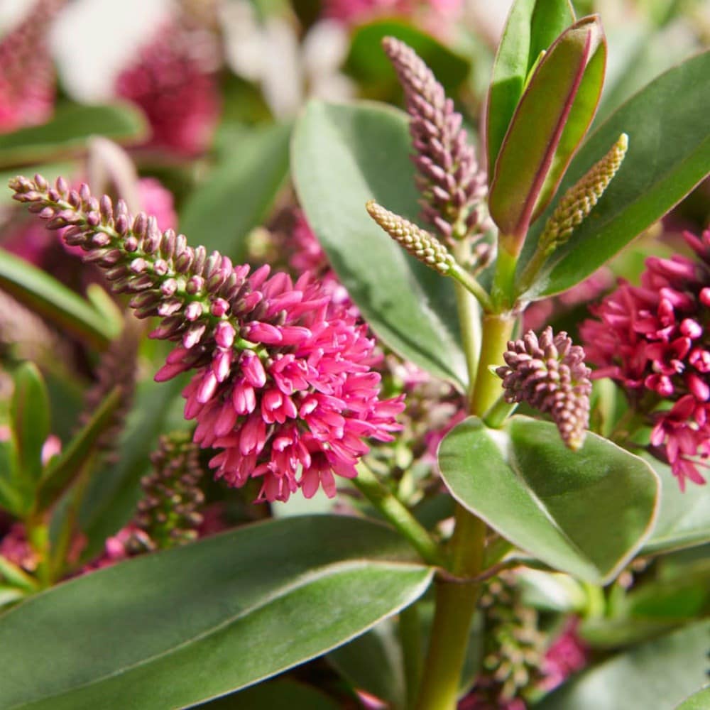 Product options image