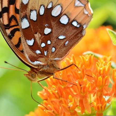 Asclepias tuberosa
