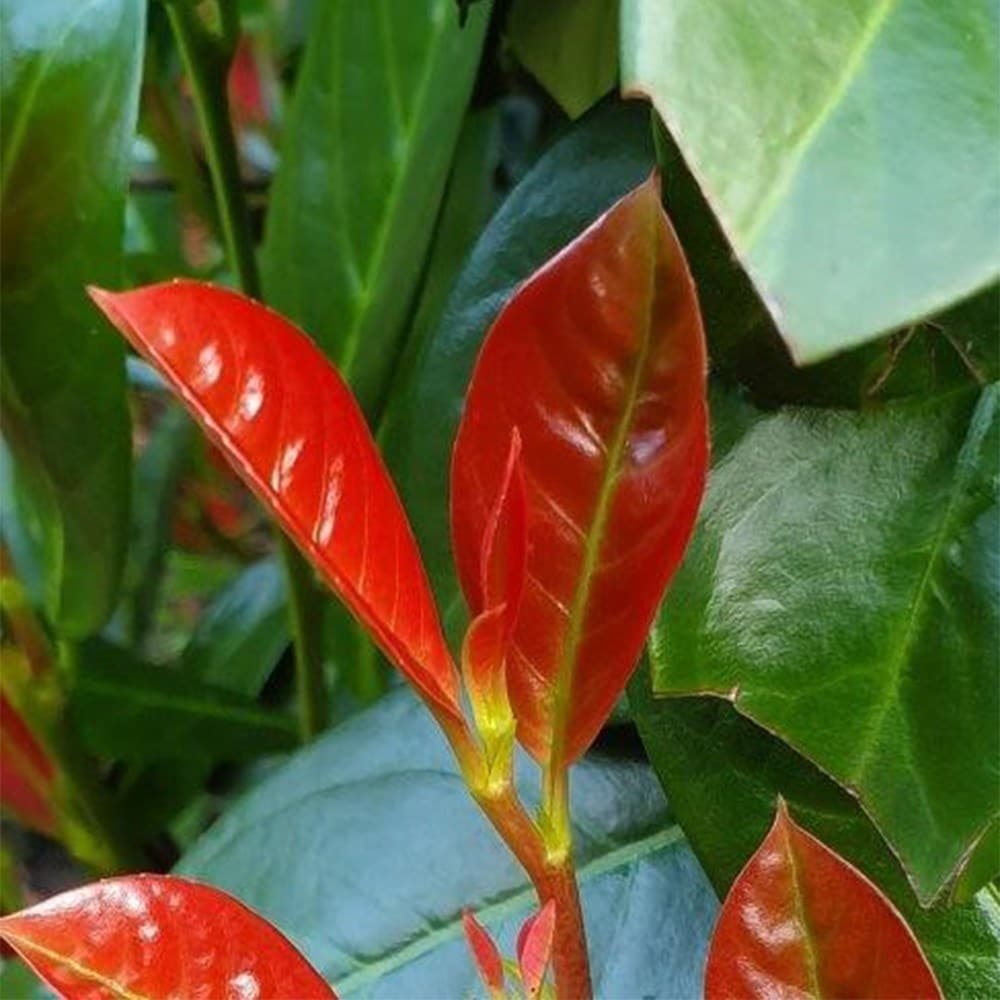 <i>Prunus laurocerasus</i> 'On Fire' (PBR)