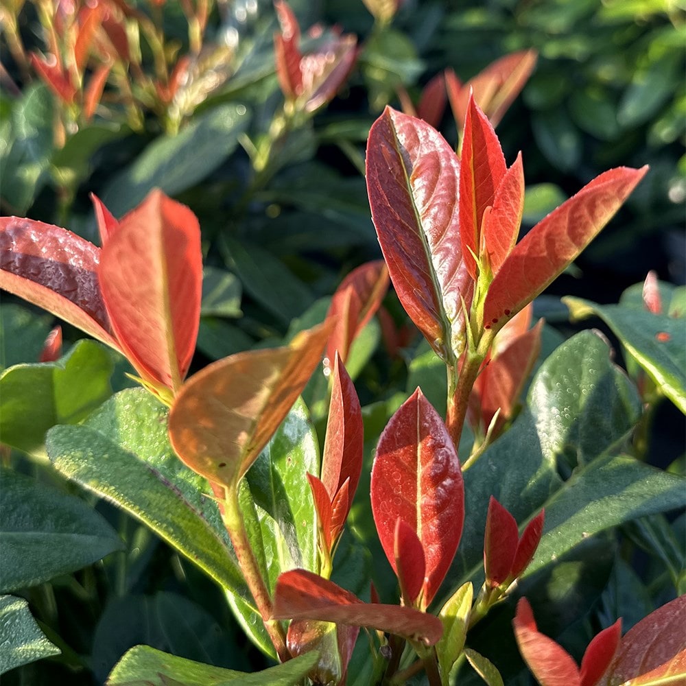 <i>Prunus laurocerasus</i> 'On Fire' (PBR)