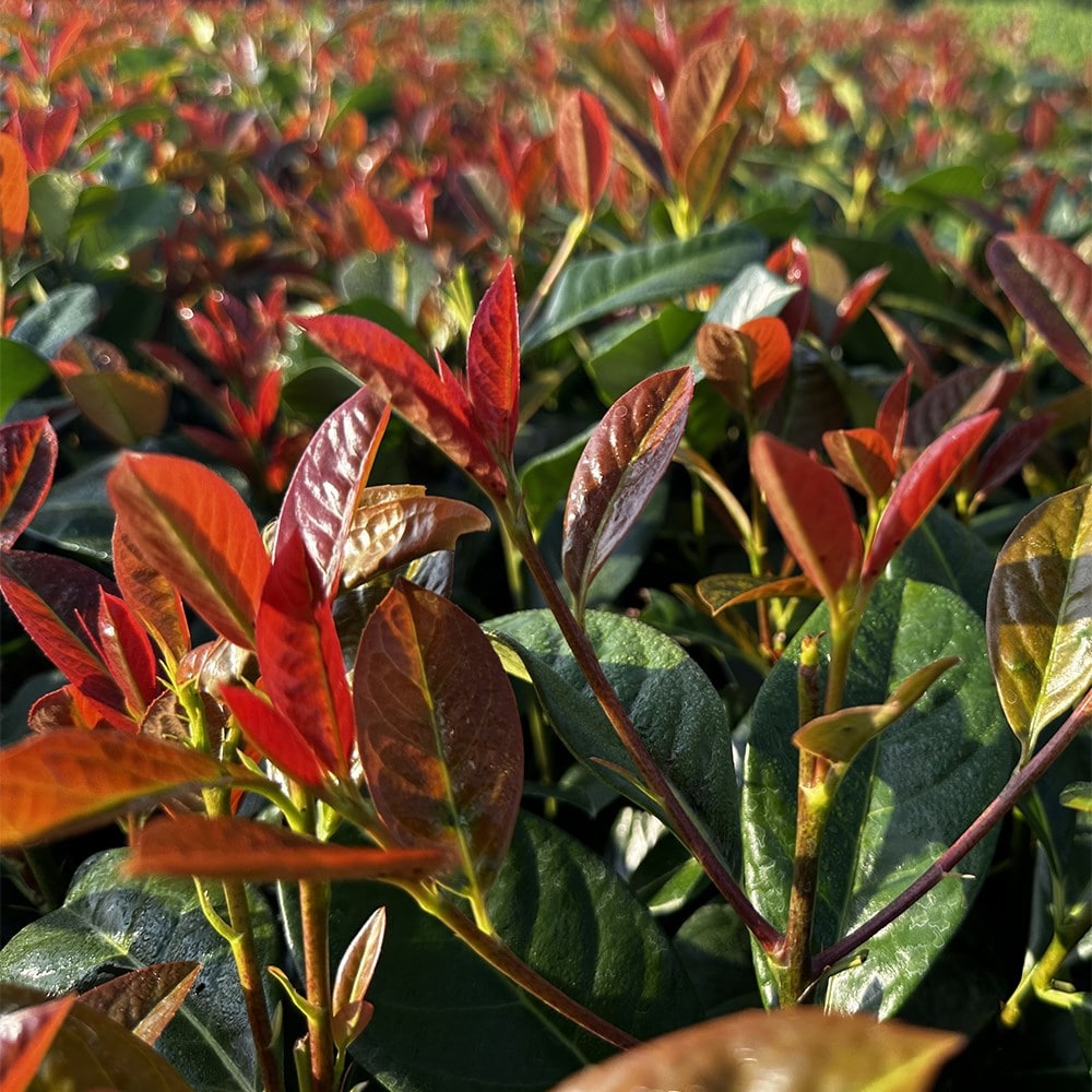 <i>Prunus laurocerasus</i> 'On Fire' (PBR)