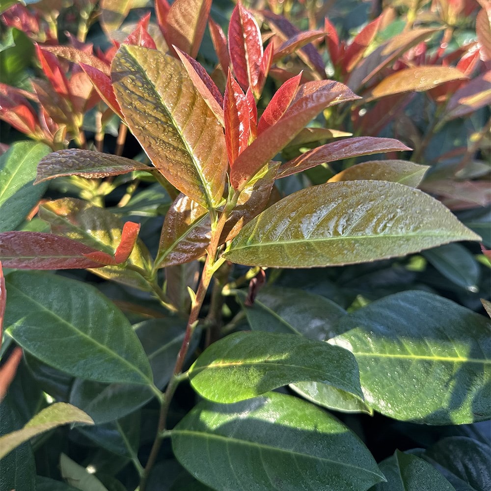 <i>Prunus laurocerasus</i> 'On Fire' (PBR)