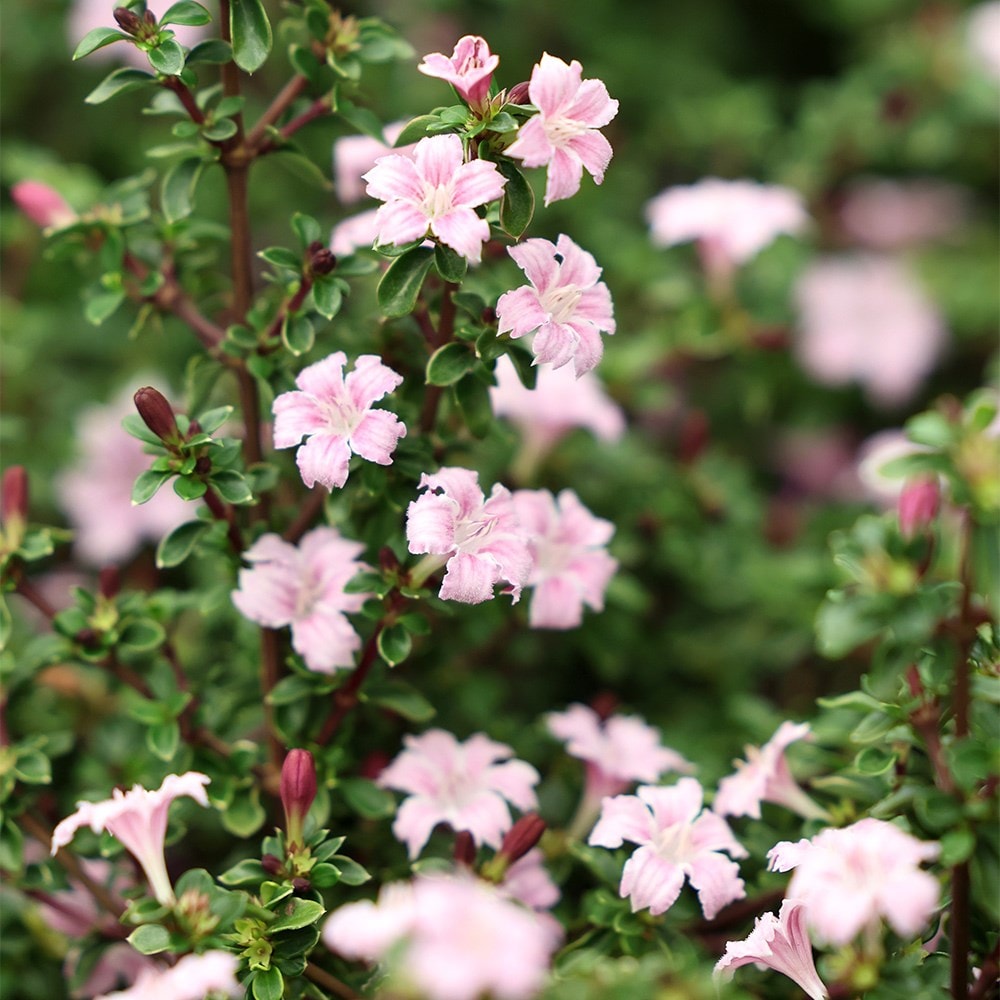 <i>Serissa japonica</i> 'Pink Mystic'