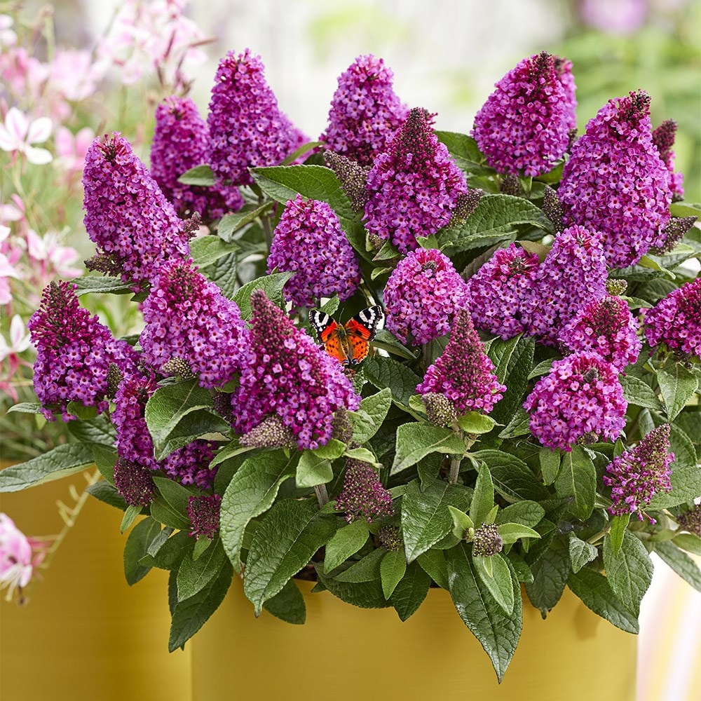 <i>Buddleja</i> <b class=small-caps>Little Rock Stars Red</i> ('Botex 009') (PBR)