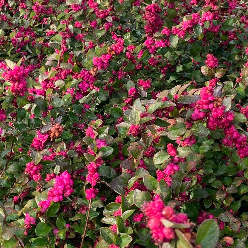 <i>Symphoricarpos</i> <b class=small-caps>Little Berry</b> ('GRSYCHLB') (PBR)