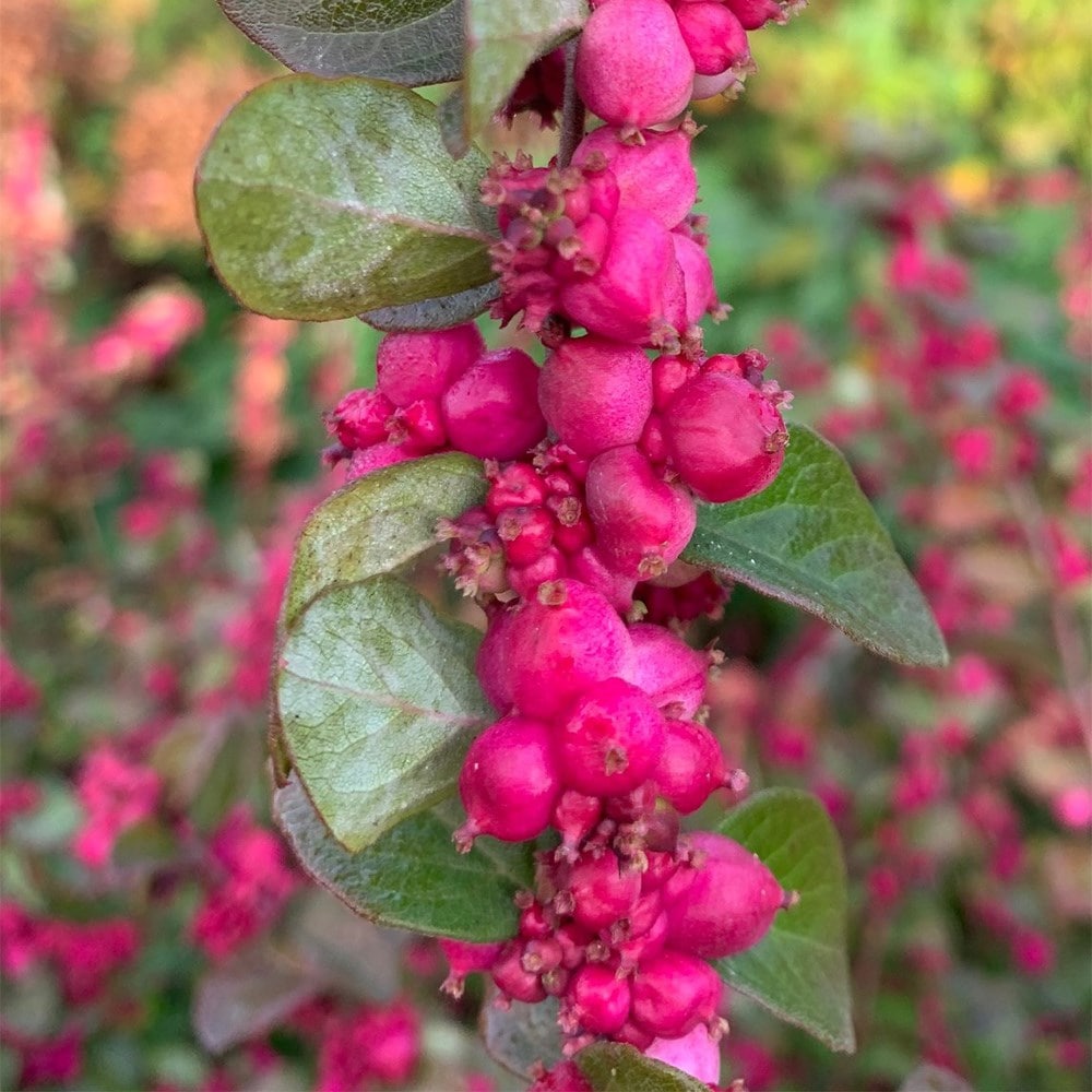 <i>Symphoricarpos</i> <b class=small-caps>Little Berry</b> ('GRSYCHLB') (PBR)