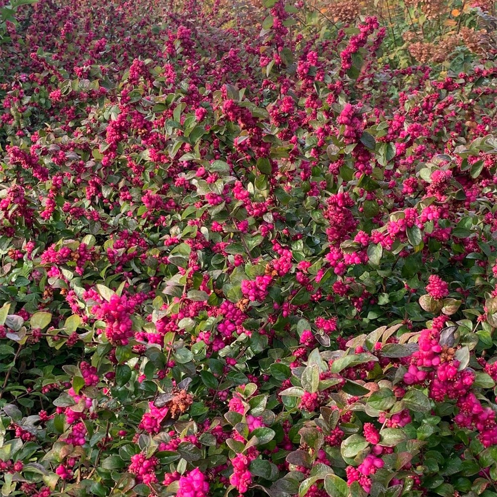 <i>Symphoricarpos</i> <b class=small-caps>Little Berry</b> ('GRSYCHLB') (PBR)