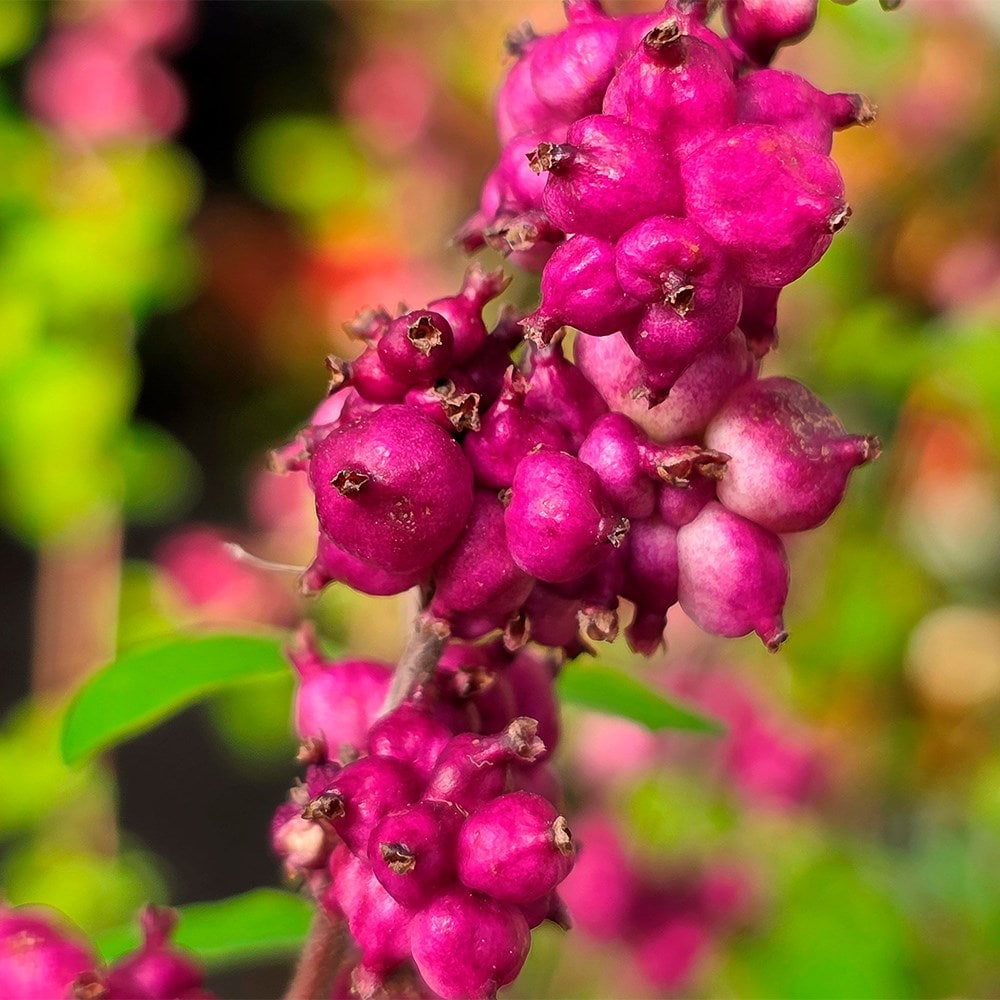 <i>Symphoricarpos</i> <b class=small-caps>Little Berry</b> ('GRSYCHLB') (PBR)