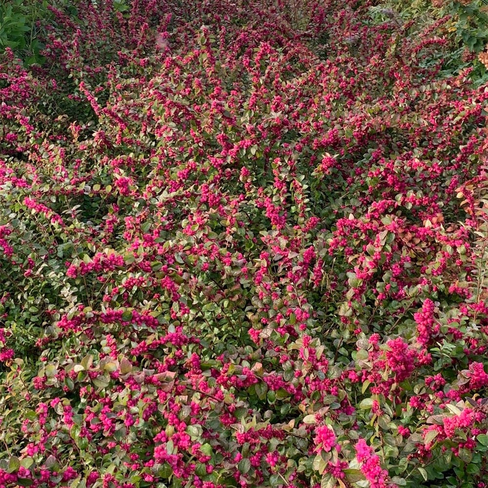 <i>Symphoricarpos</i> <b class=small-caps>Little Berry</b> ('GRSYCHLB') (PBR)