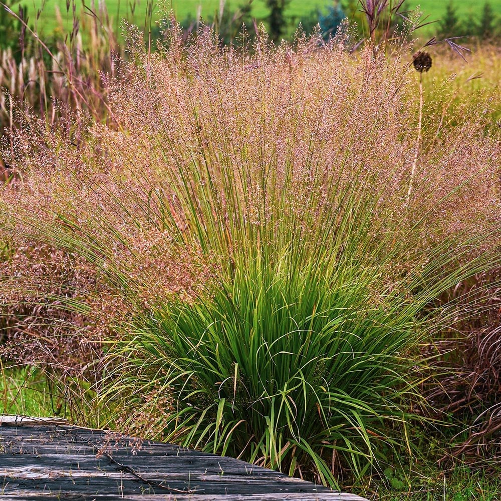 <i>Molinia caerulea</i> 'Banshee' (PBR)