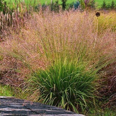 Molinia caerulea Banshee (PBR)