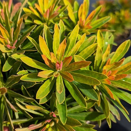 Euphorbia martinii Walberton’s Little Treasure (PBR)