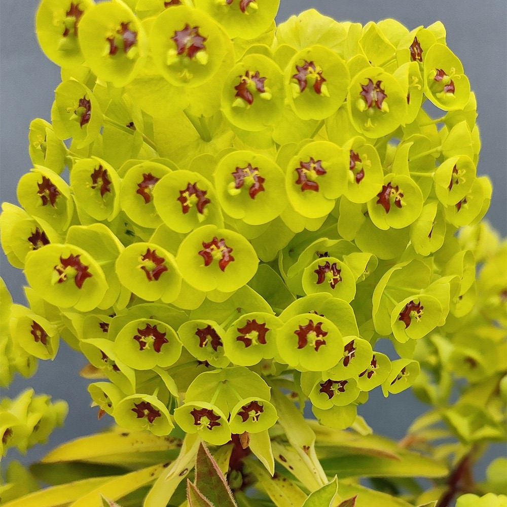 <i>Euphorbia × martinii</i> 'Walberton’s Little Treasure' (PBR)
