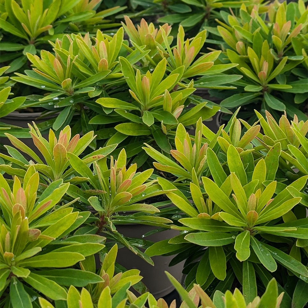<i>Euphorbia × martinii</i> 'Walberton’s Little Treasure' (PBR)