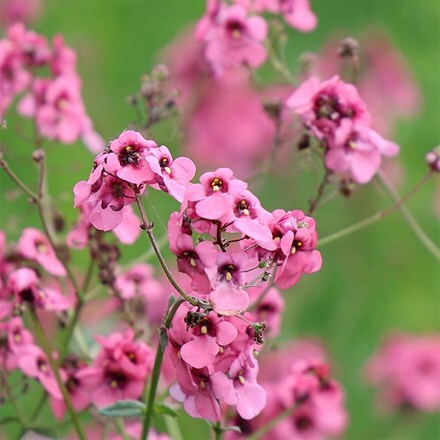 Diascia Monhop Pink
