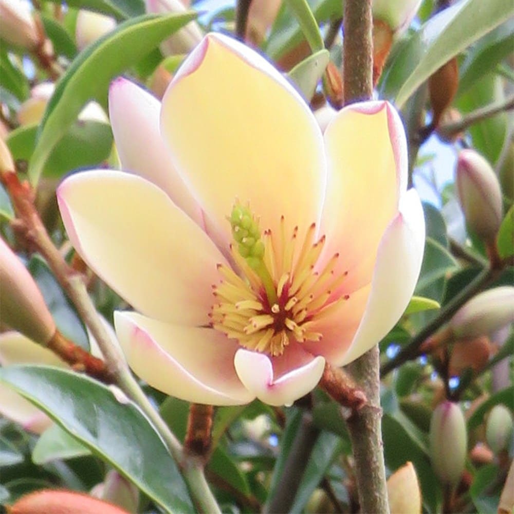 <i>Magnolia</i> <b class=small-caps>Fairy Magnolia Petite Peach</b> (PBR)